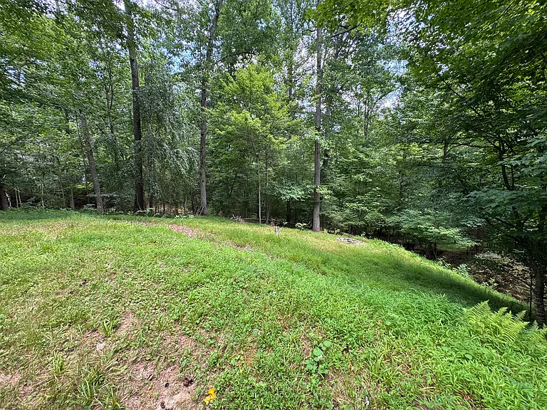 Backyard/woods