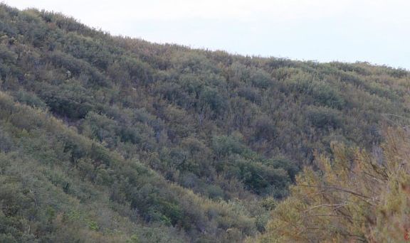 3rd image of Calf Canyon Hwy