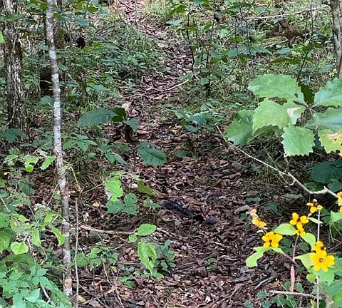 2nd image of 0 Wet Mill Creek Rd