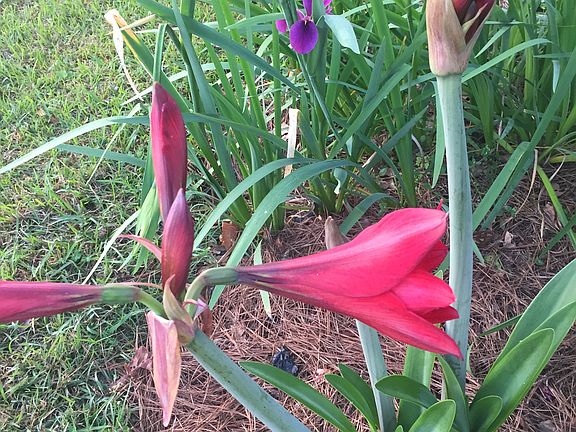 Well maintained flower beds