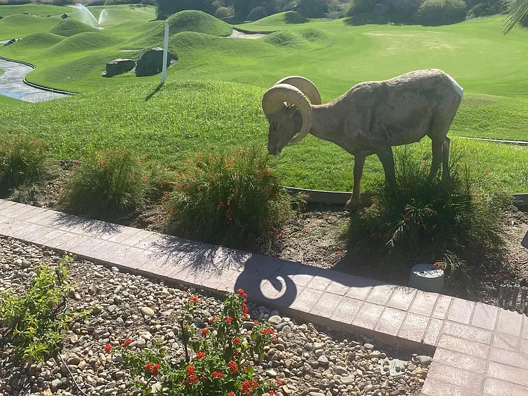 Big Horn sheep visiting the residence
