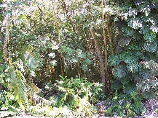 2nd image of Puni Makai Loop N Lot 17