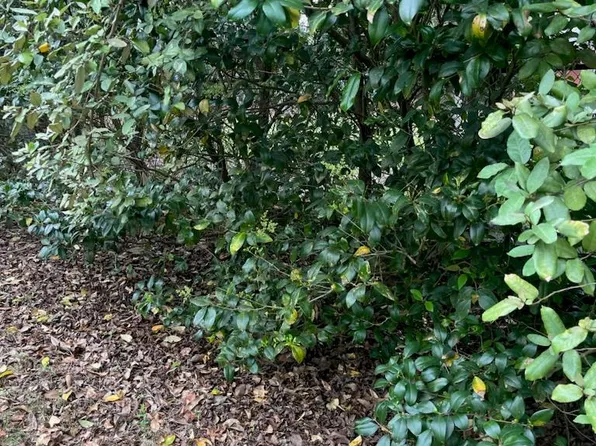 N/a Pigeon Creek Rd, Manchester, GA 31816