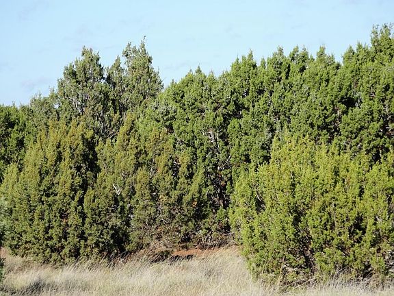 Mixed Vegetation