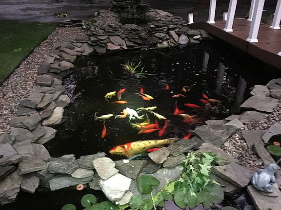 Fish Pond
