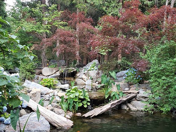 koi pond