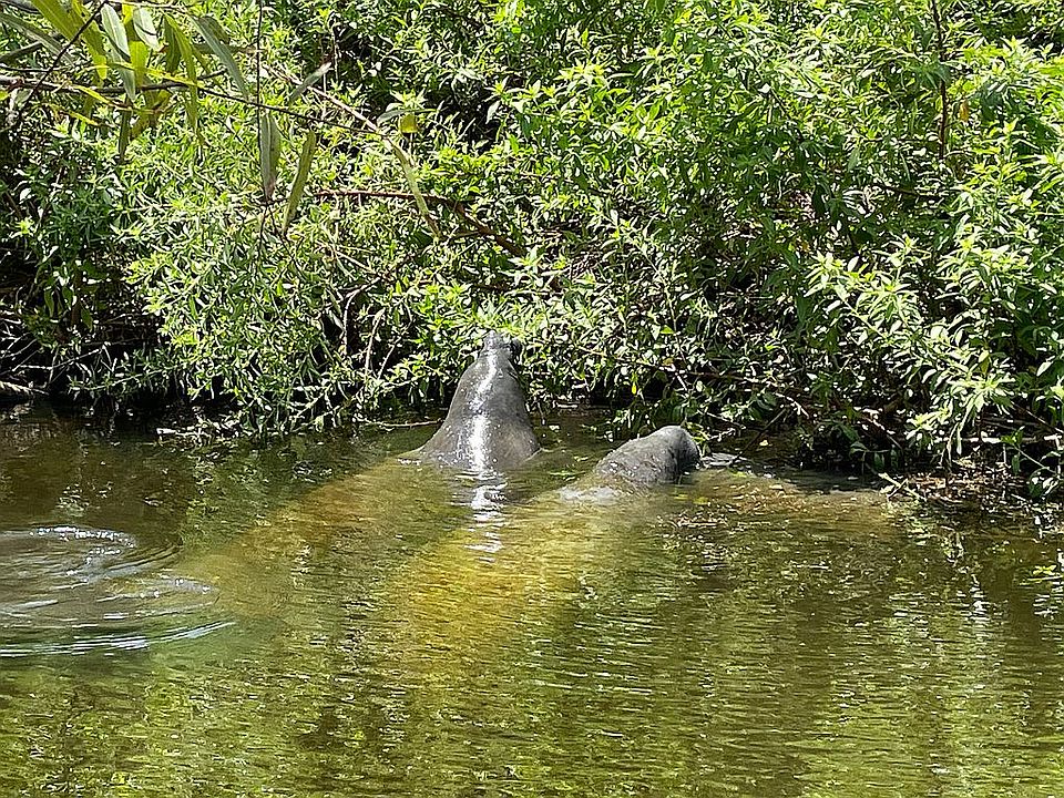 Manatee visit almost daily