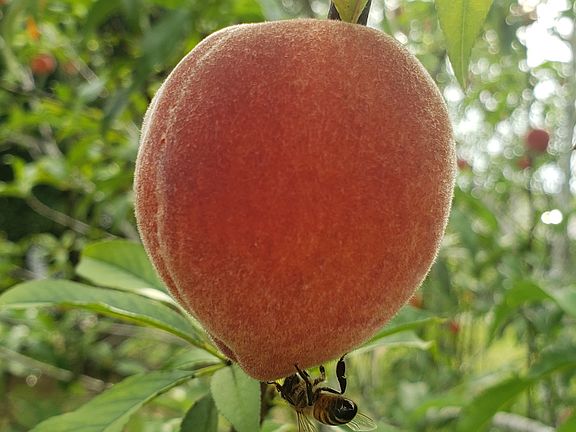 Peaches