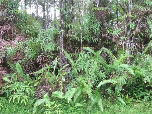 2nd image of Hawaii Rd