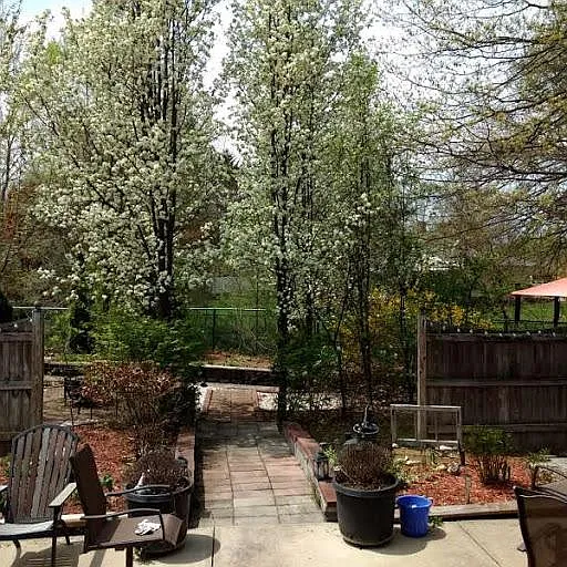 Flowering Pear Trees in Spring