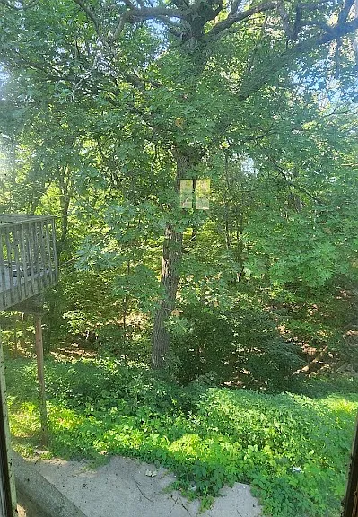 Backyard view