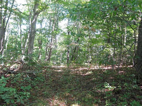 2nd image of Scotch Pine Dr