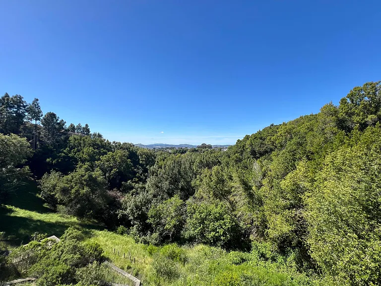 Beautiful trees, vegetation, and lots of deer and birds!