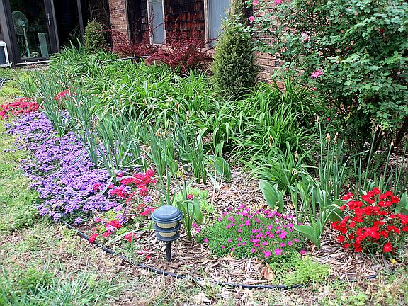Daylillies, tulips, daffodil