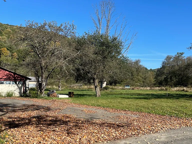 Right side yard with apple tree