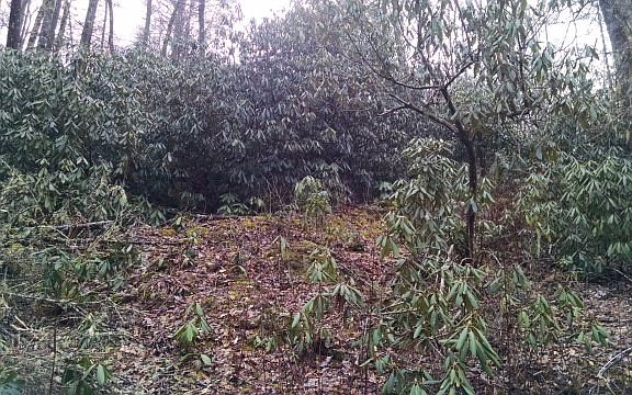 4th image of 455 May Apple Dr