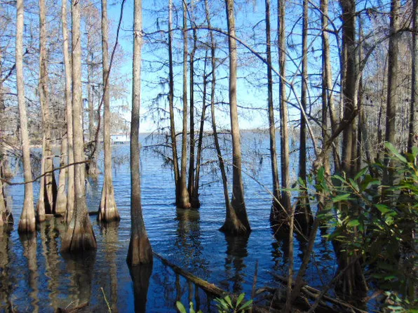 3 Parklin Ln, Elloree, SC 29047