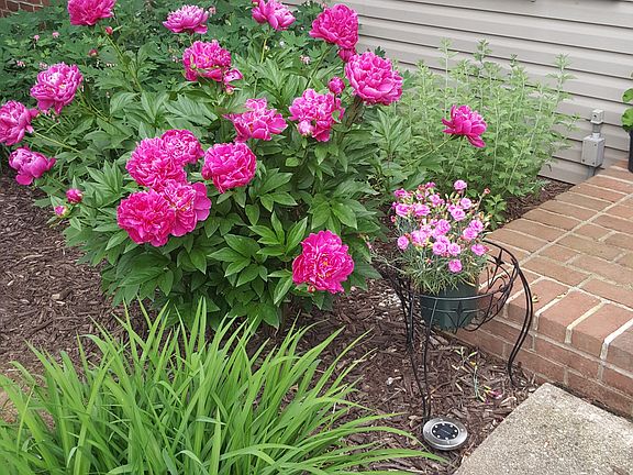 Peonies in Front Yard