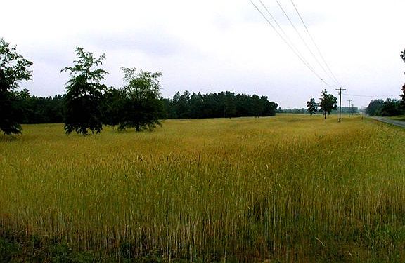 2nd image of TBD Horace Walters Road LOT 3