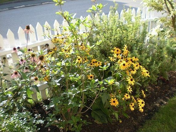 Front Garden