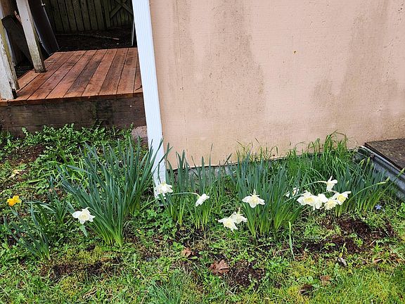 Daffodils by new front porch