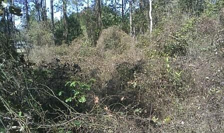 4th image of Lot 209 Flager Estates