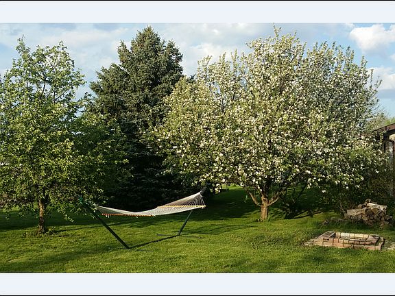 flowering apple tree