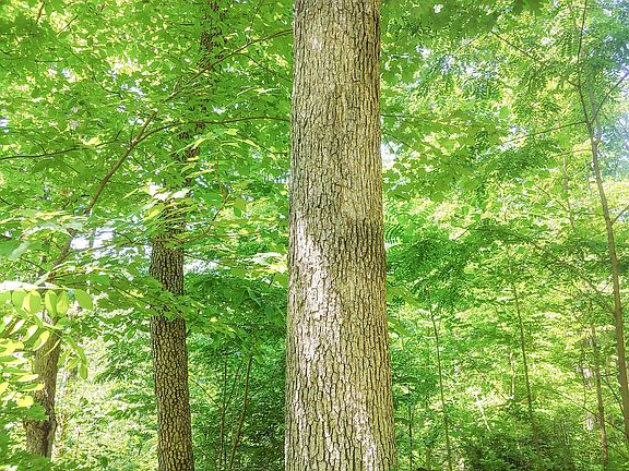 4th image of 0 Moss Run Rd