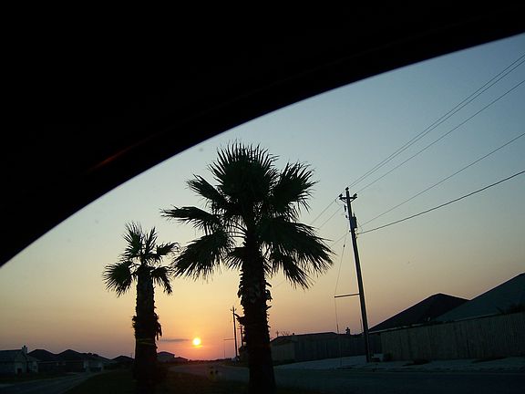 palm trees in front yard