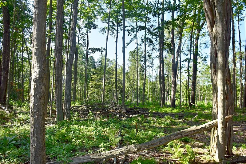 3rd image of 00 BARKERSVILLE Road