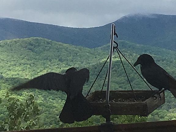 Birds love the view too!