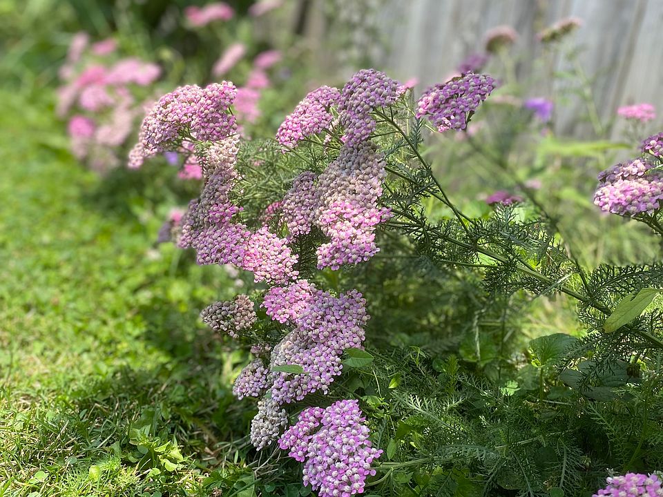 backyard flowers