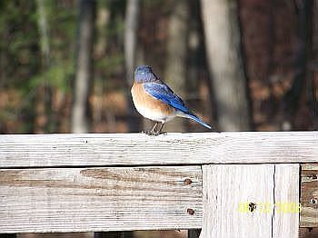 blue bird of happiness