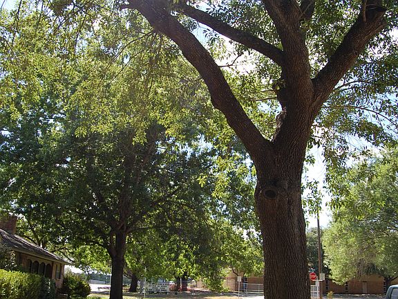 Front yard