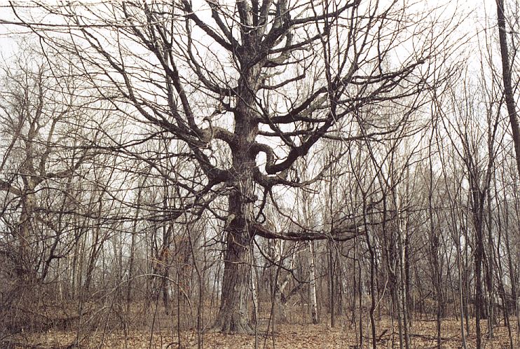1st image of Xxx Pine Avenue