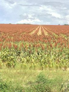 0 N Jara Chinas Rd, La Joya, TX, 78560