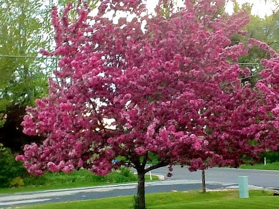 Crabapple Trees