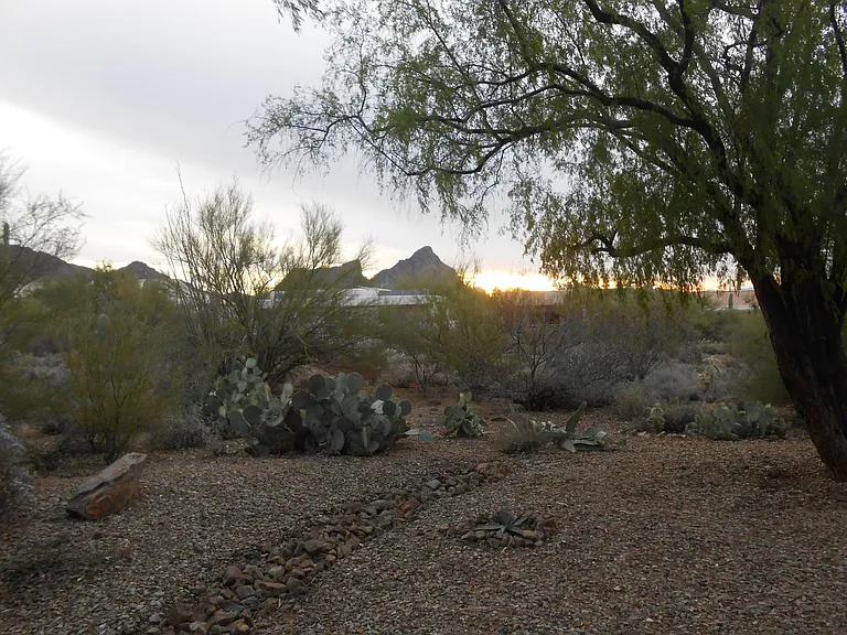 Back yard
