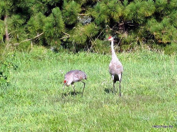Wildlife
