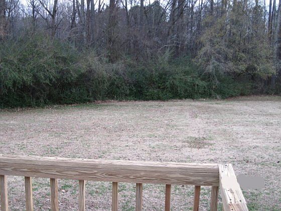 Another view of back yard