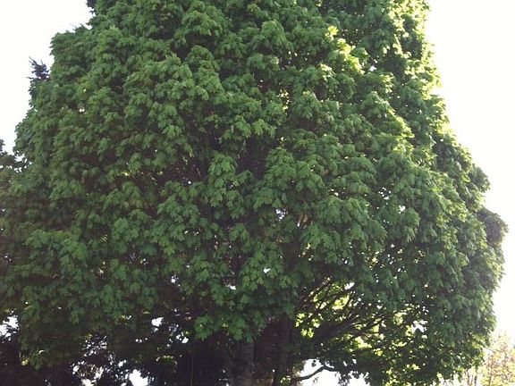 Beautiful, Mature trees