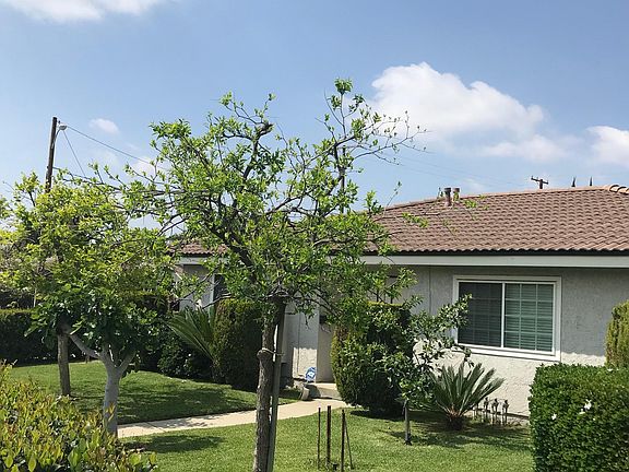 Several Fruit trees are the house