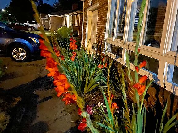 3rd image of 3207 Camellia Dr