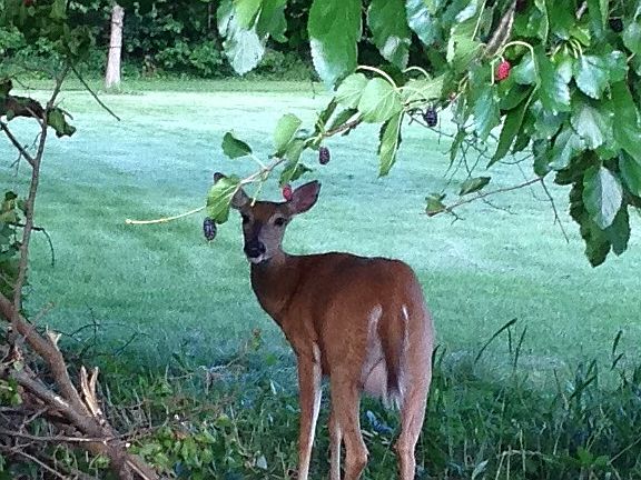 Neighbor!