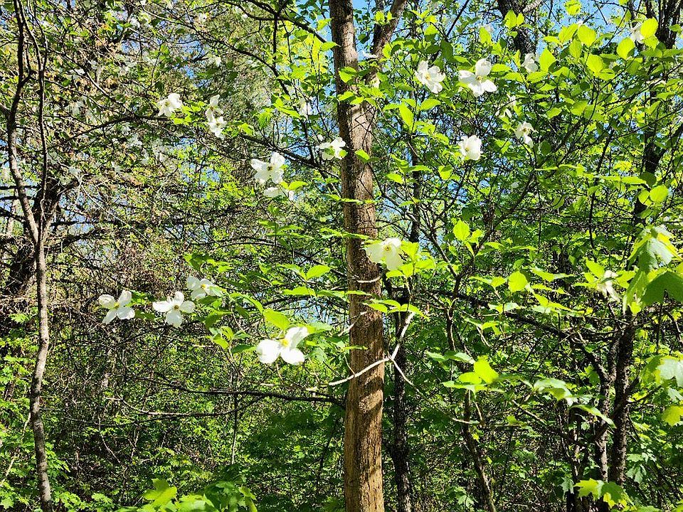 Tbd Maple Lane, Shell Knob, MO 65747 MLS 60244269 Zillow