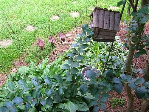 Yes- These flowers are growing on your lawn 