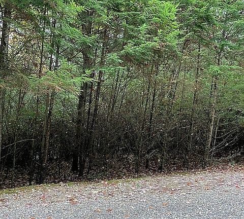 5th image of White Pine Trl