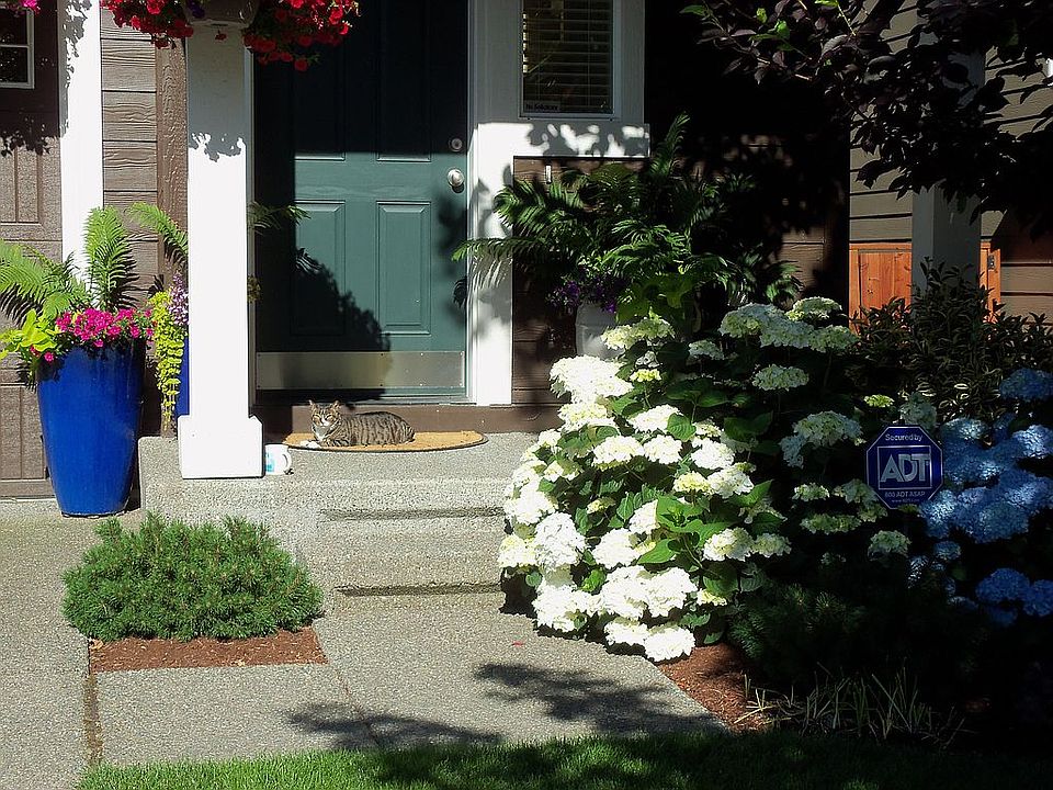 Front door guard cat