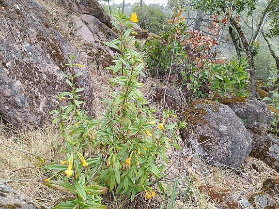 Wildflowers at 4696 Iroquois
