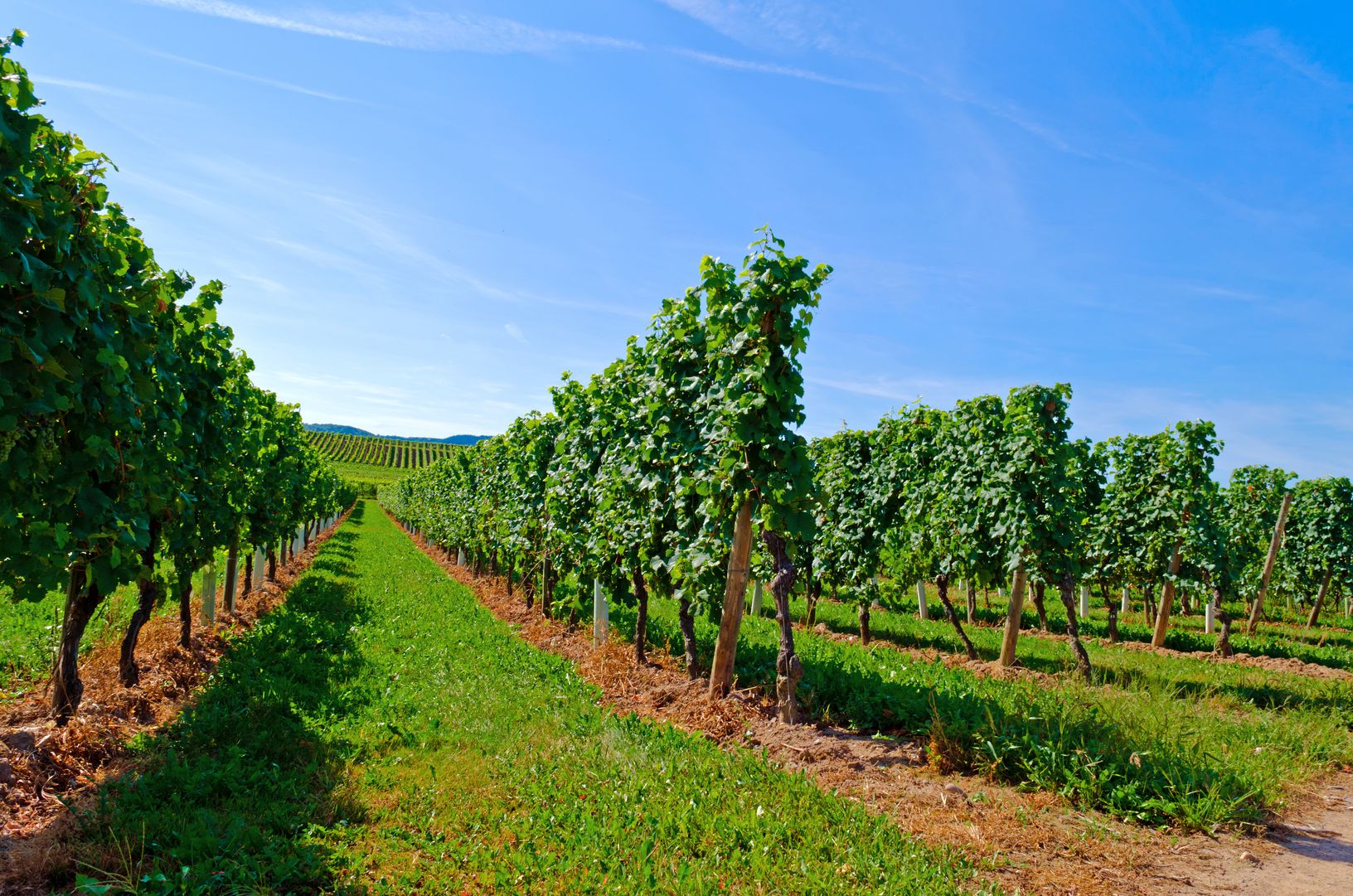  Wonderful Vineyards  are close by 